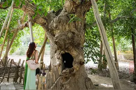 新疆一棵树龄1378岁的核桃树王，年产果6000枚，一颗最高卖2000块图片