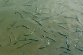 从被嫌弃的杂鱼，到饭店的招牌菜—白条鱼图片