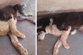 黑心狗厂逼迫反复生育至瘫痪的哈士奇，被拯救后活成了小公主图片