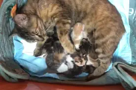 男子半夜捡到一只猫 回家半小时后下了一窝崽儿图片