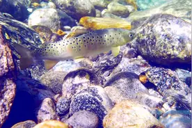 超5万斤！秦岭深处出现罕见细鳞鲑大鱼群，数量多到水被“染黑”图片