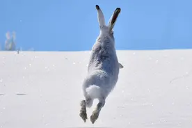 生存不易，就连吃草也得长途跋涉，这只兔子49天跑路388公里图片