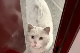 那只几次三番求收留，遭到拒绝也不离开的流浪猫，终于不用再等了图片