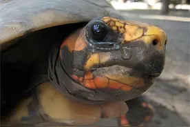 海水很咸不能喝！那海洋中的生物，究竟是如何喝到淡水的？图片
