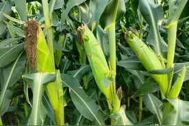 这个玉米新品种比登海605还好，果穗粗行数多，矮秆抗倒性强图片