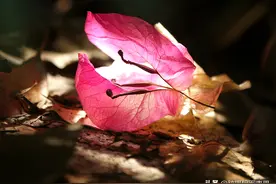 花草摄影，运用这8个拍摄方法，让照片更清晰通透图片