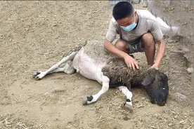 十五种常见羊病症状，兽医会看的羊病，咱们养羊的人也会图片