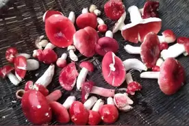 云南野生红菇图片