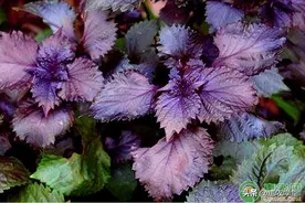 目前紫苏价格多少钱一斤？紫苏和苋菜有什么区别？图片