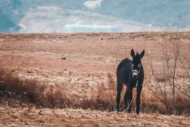 民间故事：驴与牛的故事图片