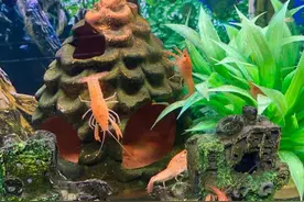 观赏鱼常用药有哪些？图片