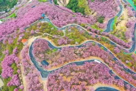 风展红旗 如画三明 | 三明再上央视！千亩樱花惊艳出圈！图片