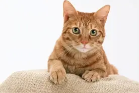 猫科动物中为什么只有猫成为人类的宠物呢？图片