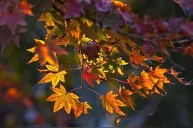 散文：人间没有单纯的快乐，快乐总夹带着烦恼和忧虑图片