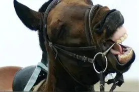 为什么用马嚼子套马，这么做不残忍吗？没有人类它们可能早已灭绝图片