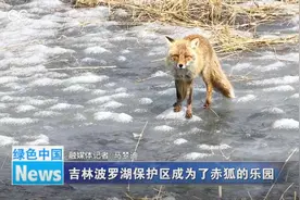 吉林波罗湖保护区成为了赤狐的乐园图片