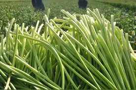 大蒜在哪个时期膨大速度最快，只要做好这两点，就能获得高产图片