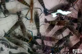 质优价廉！武汉本地养殖“基围虾”丰产上市图片