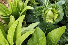 7个防虫小技巧，不用打药，无残留，种什么蔬菜都管用图片