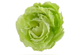 千姿百态，娇艳欲滴的花动态图图片