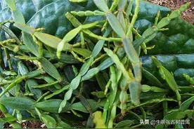 解读：普洱古茶树上的精灵——螃蟹脚，到底能不能喝？图片