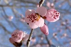 仙家看事，实是借壳修行，为己求福进德而已。图片