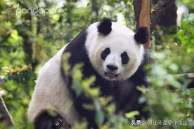 每天认识一只大熊猫——成绩，灰灰家族的英雄母亲，9年生6胎10仔图片