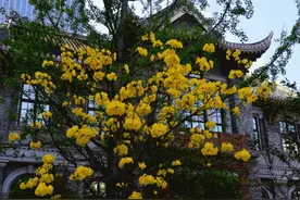 春日想要皮肤好，建议女人：多喝这5种“鲜茶”，滋润养颜气色好图片