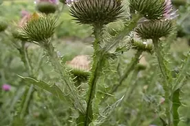 容易读错的地名：邛、蓟、涪、涿、藁、邳、溧、嵊（一）图片