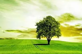 美军虐囚越南女兵，以动物刑讯手段，摧毁了她的心理防线图片