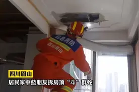 四川农户房顶发现多条大蛇，已经安家落户，蛇是怎么跑上去的？图片