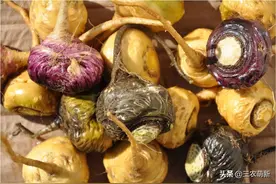 玛咖：人称南美人参，曾被高价热卖，现在喂猪都没人要图片