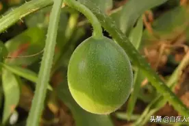 小时候在农村吃过的那些纯天然零食，你都吃过多少图片