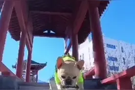 法斗滑板车😃