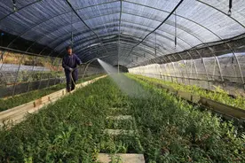 休宁县溪口镇：向美而行绘新景 乡村振兴展新颜图片