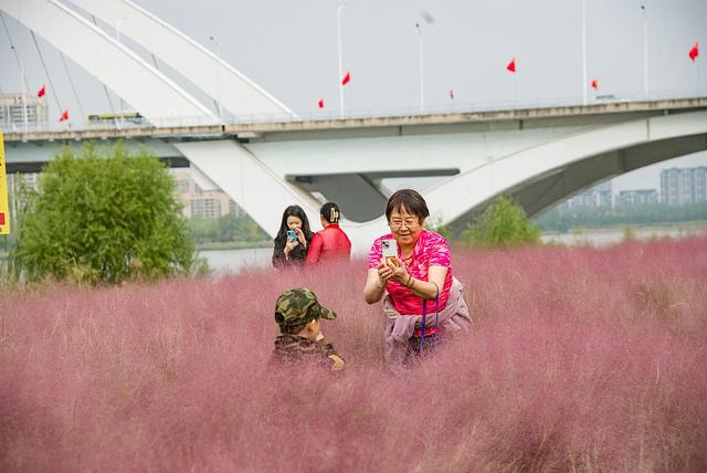临沂：河湾公园粉黛花开如云似霞