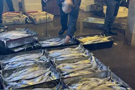 东海休渔在即，宁波水产市场开启"抢鲜"模式图片