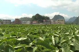 年轻人脑洞大开，荔浦芋头能登大雅之堂图片