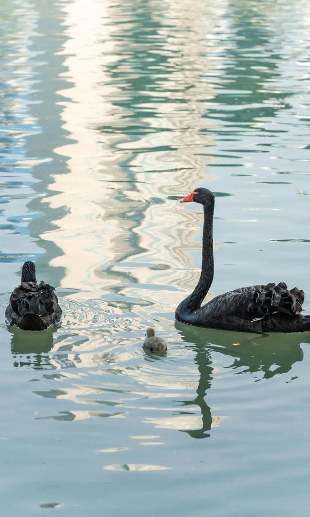 合肥徽园，喜添一只“鹅宝宝”