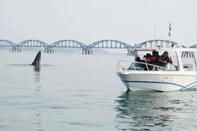 布氏鲸成为涠洲岛生态旅游新晋“网红”，背后有他们的不懈努力！图片