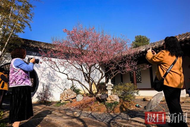 美！武汉东湖梅园早梅盛放暗香浮动