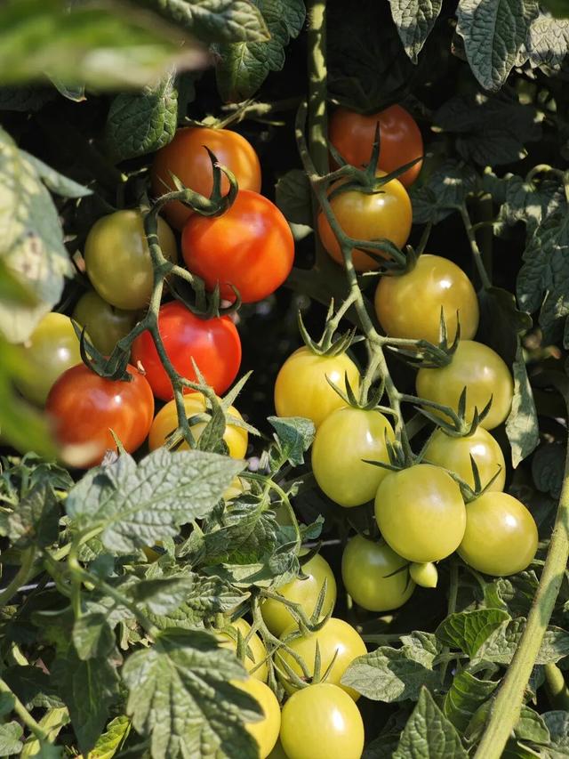 大寒游清城：红杉、花海、甜果，品尽冬日三味