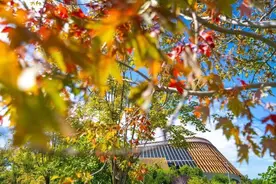 第四届世园红叶文化节启动，世园公园推出两条游园专赏路线图片