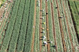 临沂：农民抢抓农时收获大蒜图片