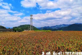 【遵义红·农业新质生产力观察（下）】遵义红高粱：红遍乡村酿醉美酒图片