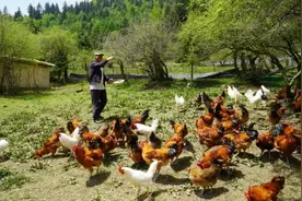 卓尼：“林下鸡”成村民增收新渠道图片