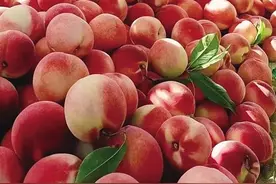 天水秦安10.25万亩蜜桃成熟上市图片