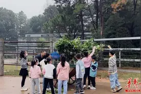 长沙生态动物园开启长颈鹿研学 小朋友化身“小小饲养员”图片