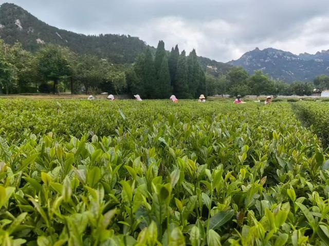 带着王哥庄大馒头逛吃逛吃，崂山湾这一片值得来