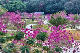 来高州，看遍冬日繁花！图片